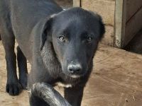 Quapo sucht sein Für-immer-Zuhause