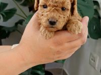 Reinrassige Zwergpudel Welpen