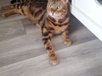 Balu von Leopardenglitter