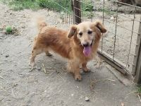 Subi -  ist ne fröhliche Type - ist auf Pflegestelle in Nettetal