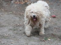 Lili -  ist eine Flitzefluse die noch ddie Welt erobern muss