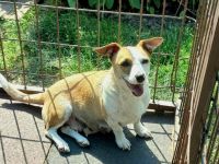 Frieda -  sucht ein liebevolles Zuhause - ist auf Pflegestelle 41749 Viersen / NRW