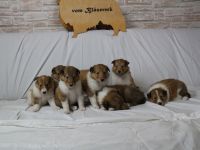 Collie Welpen