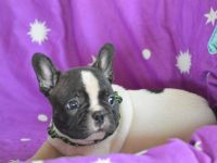 Christmas Dragons Kennel