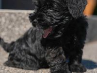 Kvarco Manija präsentiert schwarze Zwergschnauzer