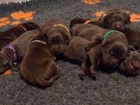 *Schokobraune Labrador Retriever Welpen mit Ahnentafel*
