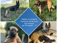 Welpen Schäferhund, reinrassig, abzugeben ab 12 Wochen, ab dem 31.08.2025 in Hilden 40723