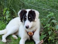 Loelia sucht ein liebevolles Zuhause!