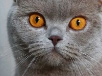 BKH Mädchen sucht liebevollen Kuschelplatz