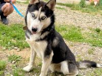 Liebenswertes Energiebündel Chili sucht seine Menschen