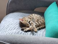 Bengalkätzchen / Bengalkatze