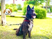 Hati sucht sein Zuhause