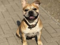 🐾 Zwei Französische Bulldoggen suchen gemeinsam ein liebevolles Zuhause 🐾