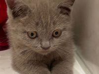 BKH Kitten zum abholen