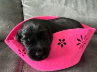 Riesenschnauzer Schwarz