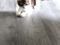 Maine coonis suchen ab sofort ein neues Zuhause