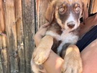 Jago wartet auf sein neues Zuhause❤️🐶