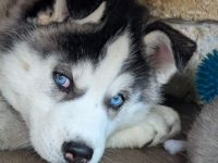 2 Reinrassige Husky-Welpen (Weiblich) suchen noch ein Zuhause