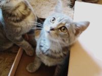 British Kurzhaar Kitten die ein liebevolles Zuhause suchen