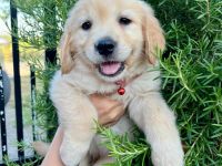 Golden Retriever Welpen suchen ein neues zu Hause