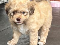 Bolonka Swetna Welpen