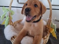 Sommer 2026 Labrador Retriever Gelb (Blond) Foxred mit Ahnentafel