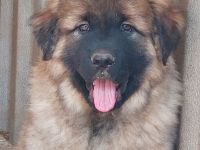 Germanische Bärenhunde Welpen