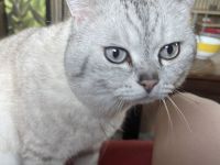 BKH Kitten weiblich und männlich in rein weis