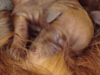 Irish Red Setter Welpen 8 Mädels, 6 Jungs