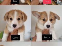 Corgi-Welpen zur Adoption