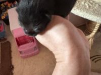 2 Katzenbabys suchen ein schönes zu Hause