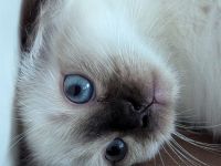 Heillige Birma Reinrassing Kitten