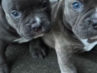 American Bully Micro mit Ahnentafel