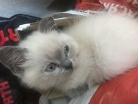 BKH Kätzchen abgabebereit