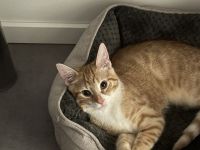 Mit schwerem Herzen: Ich suche das beste Zuhause für meinen Schatz