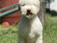 Lagotto Romagnolo female 1 year old adorable puppy