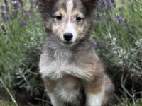 Shetland Sheepdog ( Sheltie ) Welpen , kleine Kobolde suchen dich !