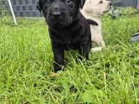 Labrador Welpen