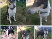 Kurzhaarcollie Rüde sucht neues zu Hause