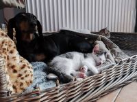 Maikitten suchen liebevolles Zuhause