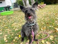 Stitch, Pomeranien-Mix, geb. 2015, su.erfahrenes Zuhause