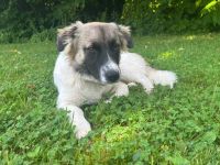 Wollknäuel Gustl sucht seine Familie