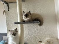 Traumhafte Ragdoll Kitten – Schnell abzugeben wegen Urlaub