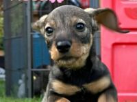 Reinrassige Rauhaardackel