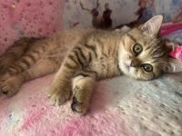 Bkh kitten britisch kurzhaar
