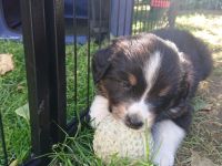 Australian Shepherd Welpen (wunderschöne Aussies)