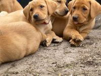 Zauberhafte Labrador Welpen suchen liebevolles Zuhause