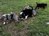 Mini Australien Shepherd