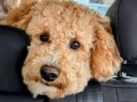 Deckrüde Goldendoodle medium