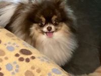 Zauberhafte junge Mini-Pomeranian Mädchen in seltener Farbe mit Ahnentafel